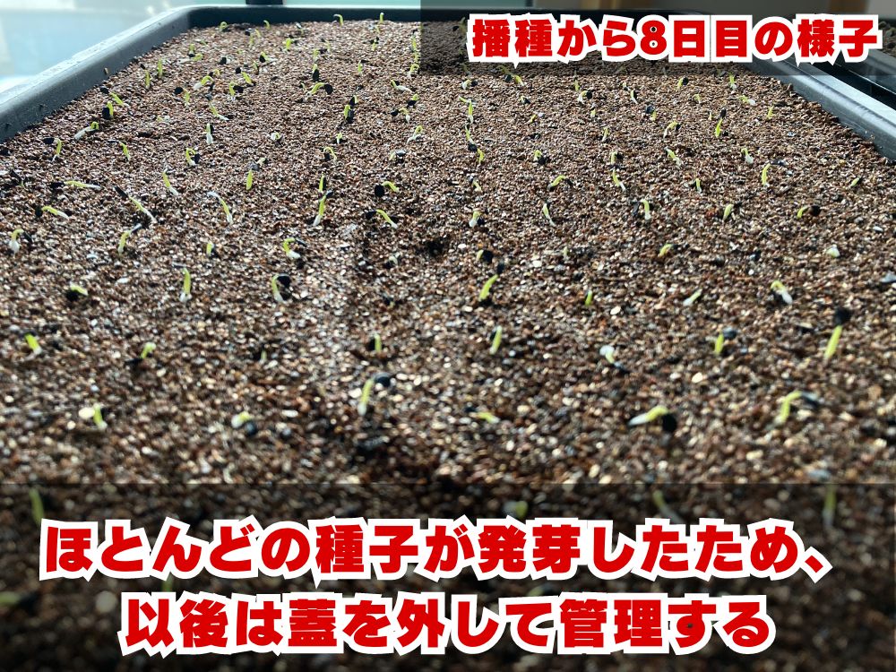 実生栽培記録】アガベ・ユタエンシス・エボリスピナの実生（種まき）の