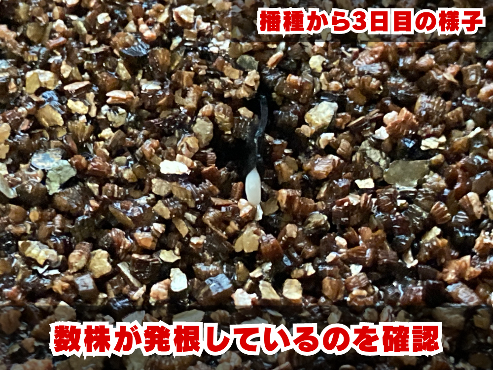 実生栽培記録】アガベ・パリー'ホーチエンシス'の実生（種まき）の方法