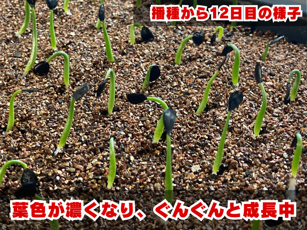 実生栽培記録】アガベ・パリー'ホーチエンシス'の実生（種まき）の方法