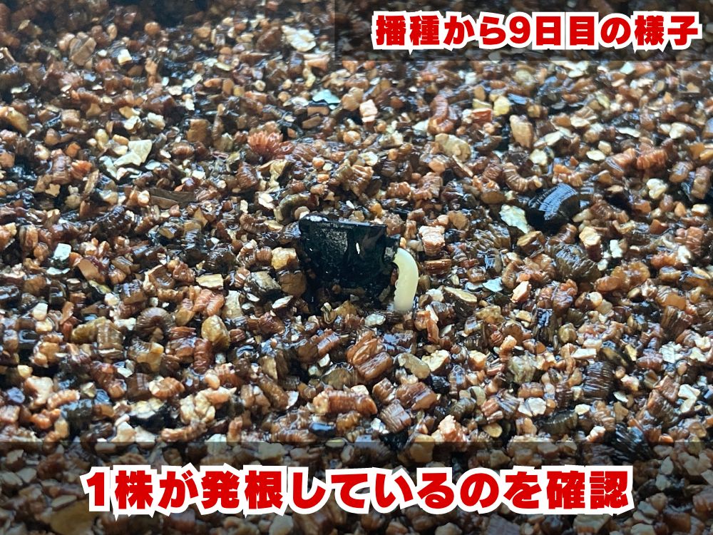 4月入荷 100粒+ アガベ イシスメンシス 種 種子 証明書あり0610 Amazon