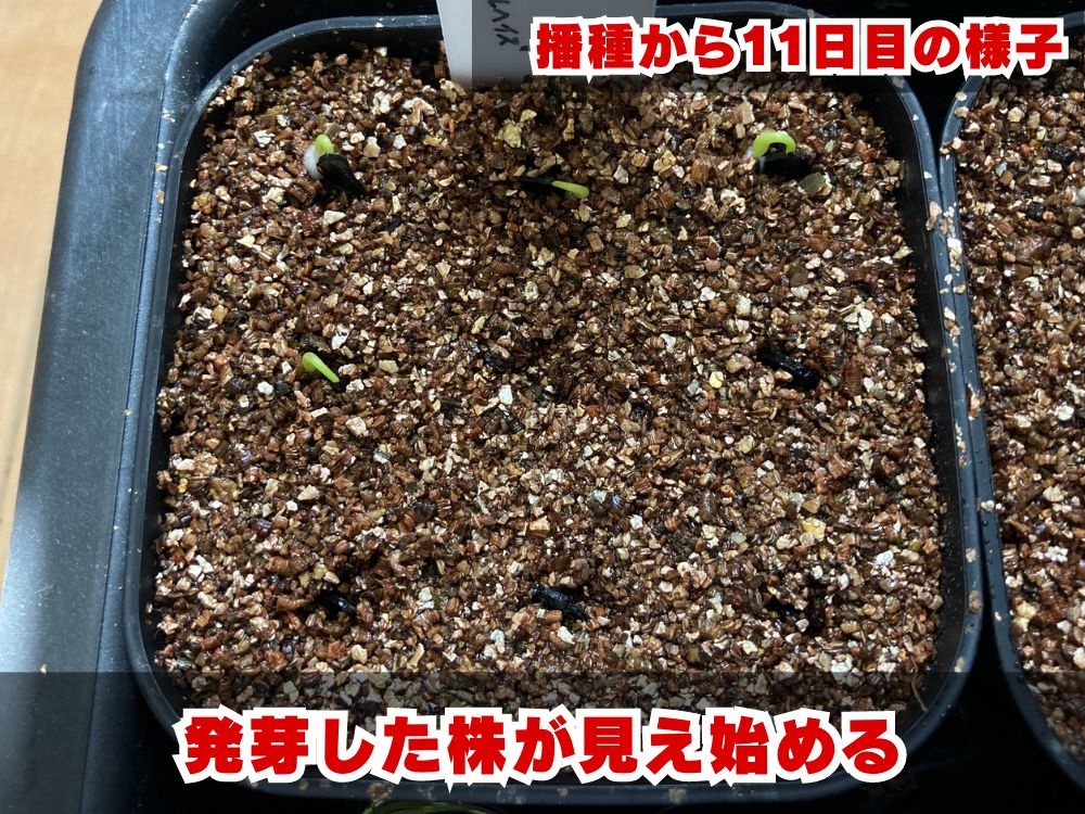 実生栽培記録】アガベ・ポタトラム'パープルヘイズ'の実生（種まき）の