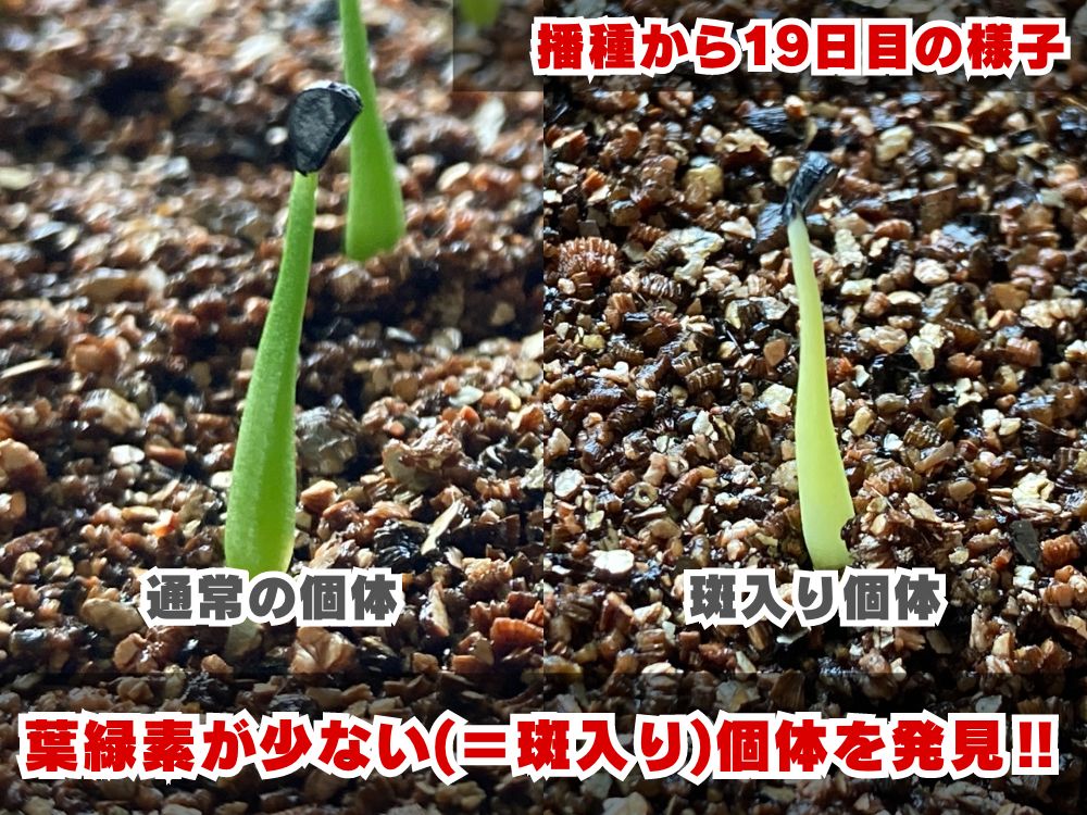 アガベ 実生　まさしさん専用 アガベ 実生 まさしさん専用 アガベ 実生 まさしさん専用