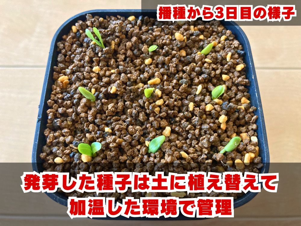 ヨ7177 「実生株」センナ メリディオナリス【種から発芽！・発根