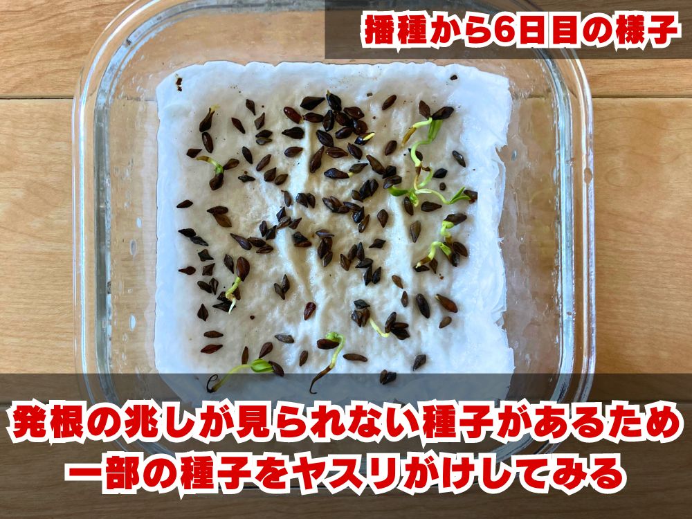 3月入荷 20粒 センナ メリディオナリス 種子 種 証明書あり1308 種子】センナ メリディオナリス 無選別種 /セット割有 数量10粒から