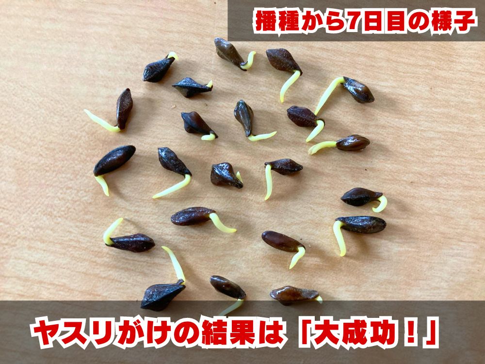 センナメリディオナリス 種 種子 20粒 20粒種子センナ メリディオ センナメリディオナリス 種 種子 20粒 20粒種子センナ メリディオ