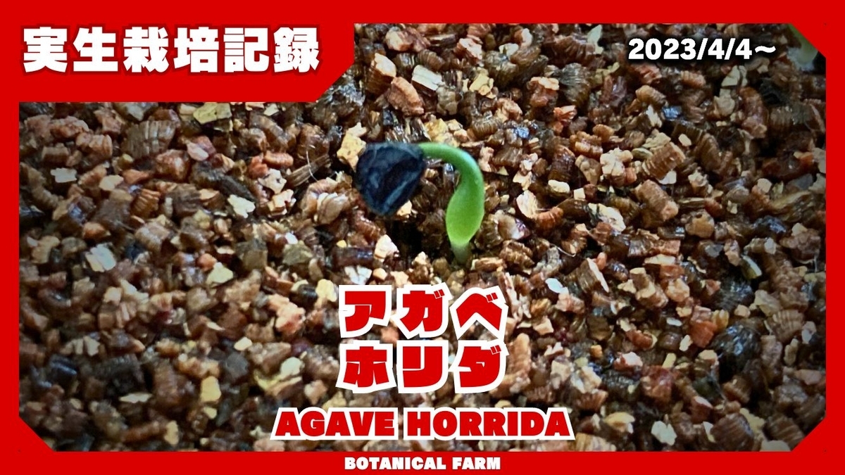 実生強棘 斑入りホリダ 2024.5播種 アガベ アガベ：ホリダ 4.5号鉢入り