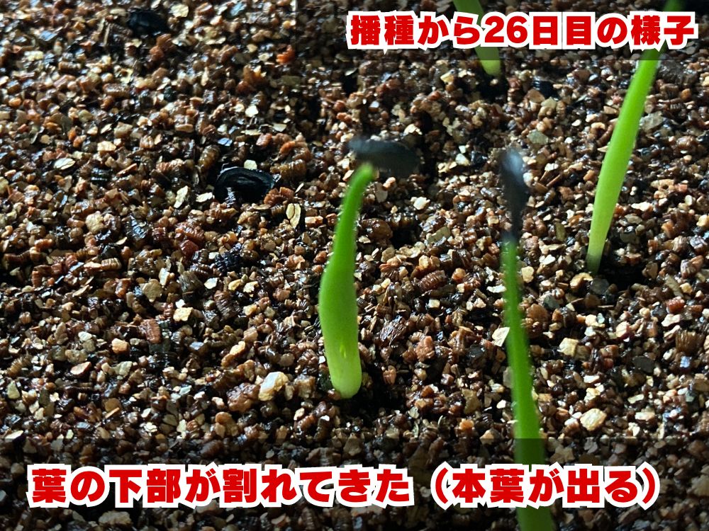 実生栽培記録】アガベ・ポタトラム'ドワーフ'の実生（種まき）の方法と