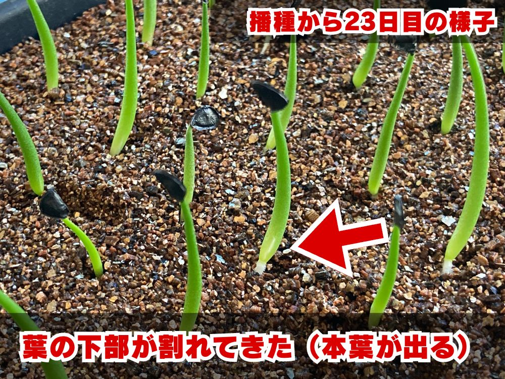 実生栽培記録】アガベ・パリー'ホーチエンシス'の実生（種まき）の方法