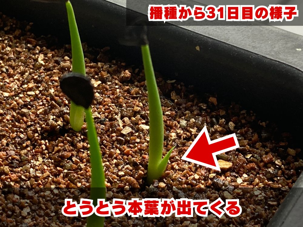 実生栽培記録】アガベ・パリー'ホーチエンシス'の実生（種まき）の方法