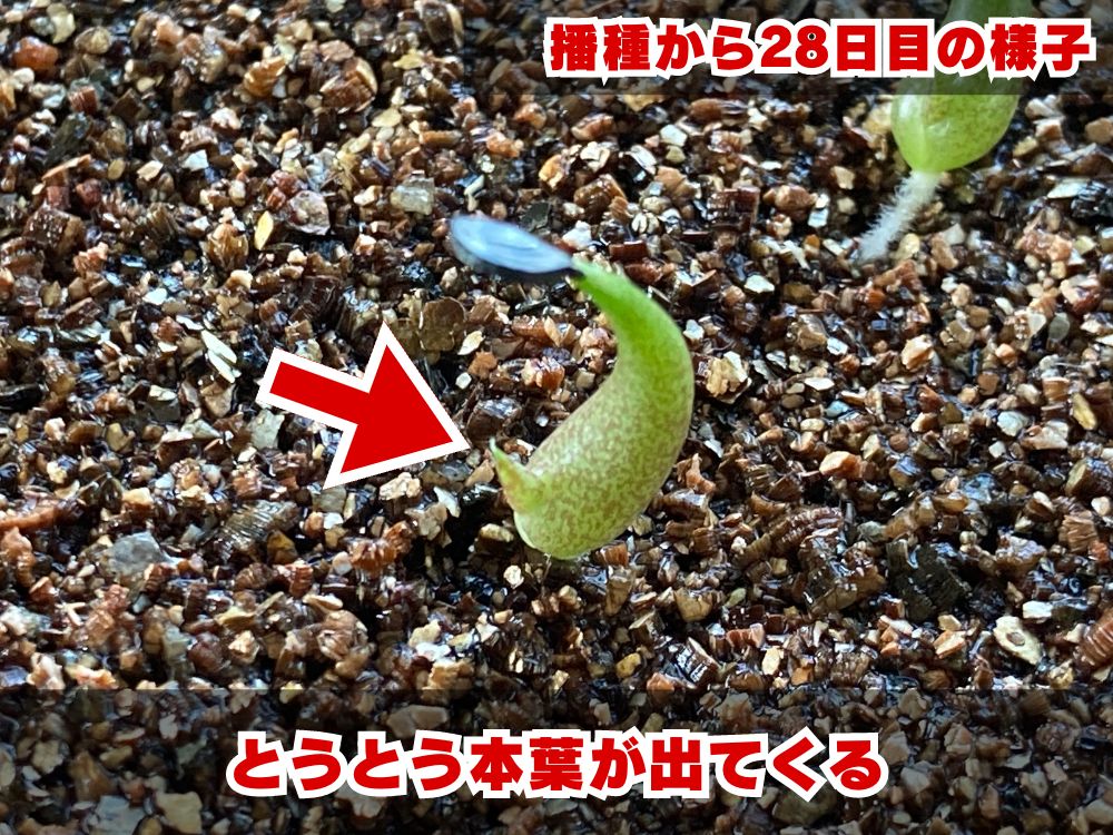 実生栽培記録】アガベ・チタノタ'ブルー'の実生（種まき）の方法と育て