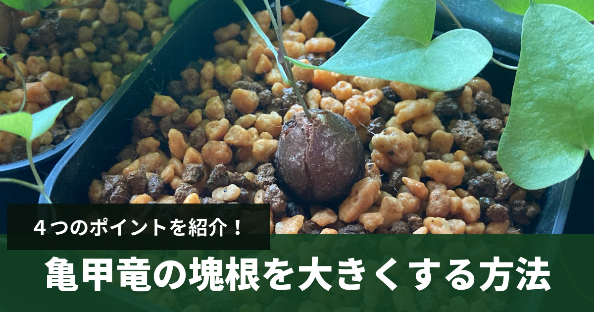実生亀甲竜の塊根を大きくする4つのポイントをご紹介！【生育ガイド
