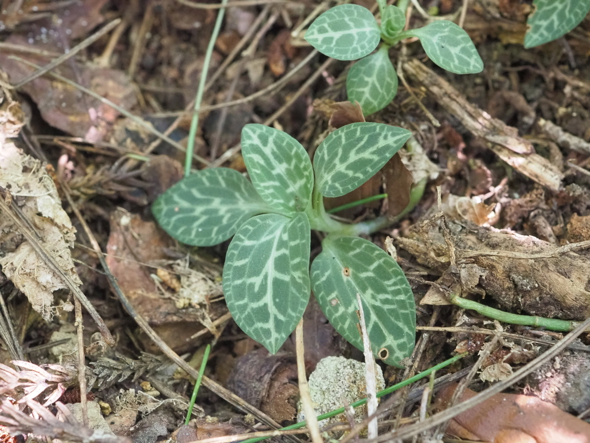 ミヤマウズラ・2～葉 - 多摩ニュータウン植物記Part8