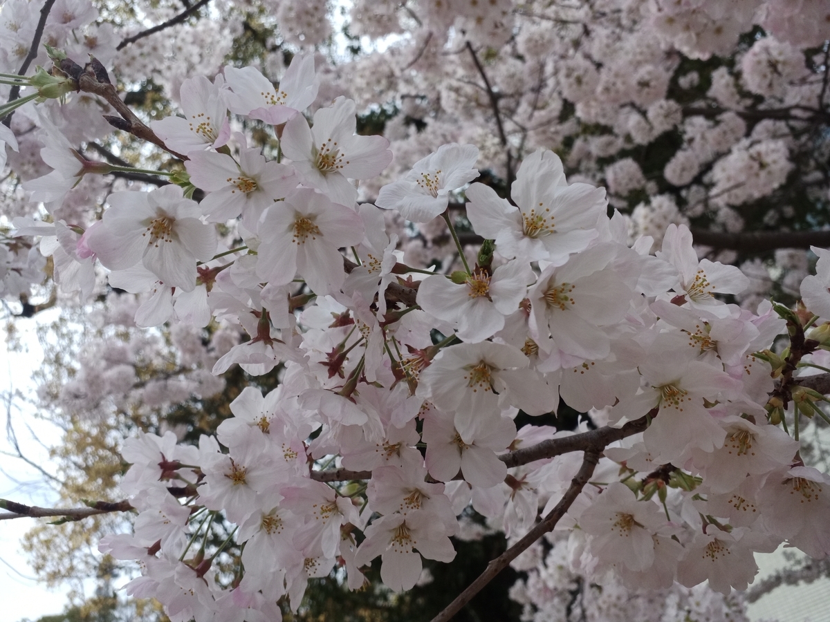 f:id:botti-monolog:20220401100239j:plain