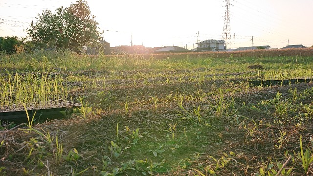f:id:bouchan2023:20250702022813j:image