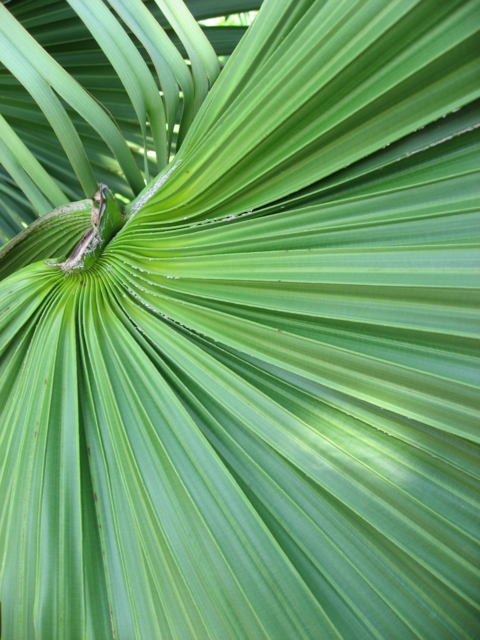 シダ植物だと思う