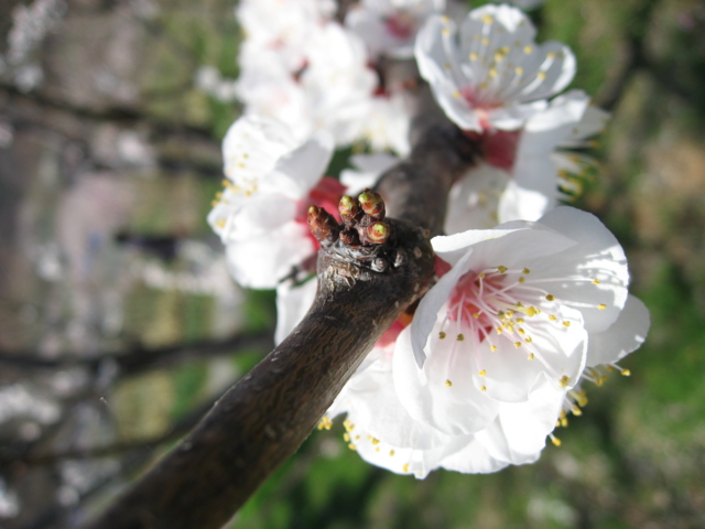 f:id:boukanrisha:20090411110608:image