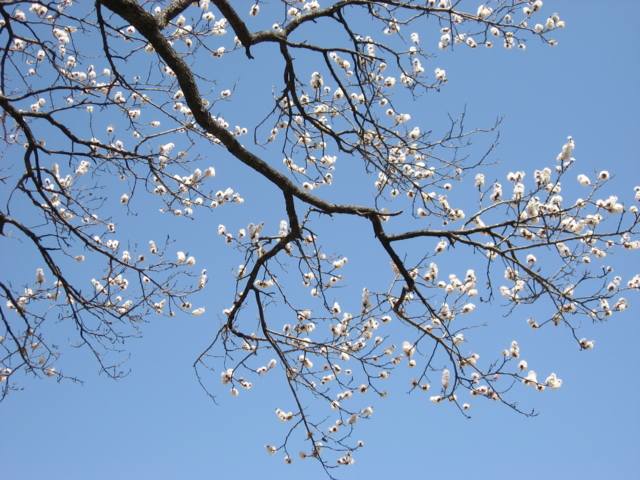 f:id:boukanrisha:20090411110954:image