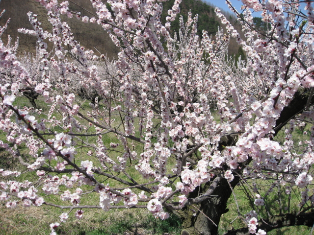 f:id:boukanrisha:20090411112303:image