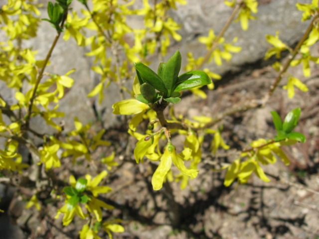 f:id:boukanrisha:20090411120119:image