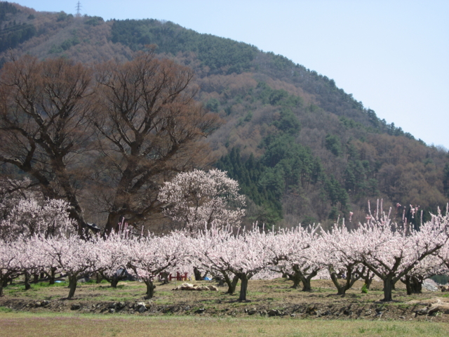 f:id:boukanrisha:20090411120917:image