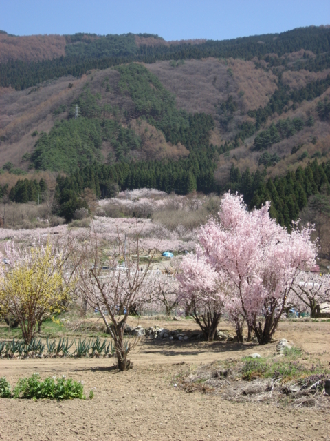 f:id:boukanrisha:20090411122854:image