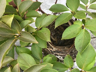 鳥の巣