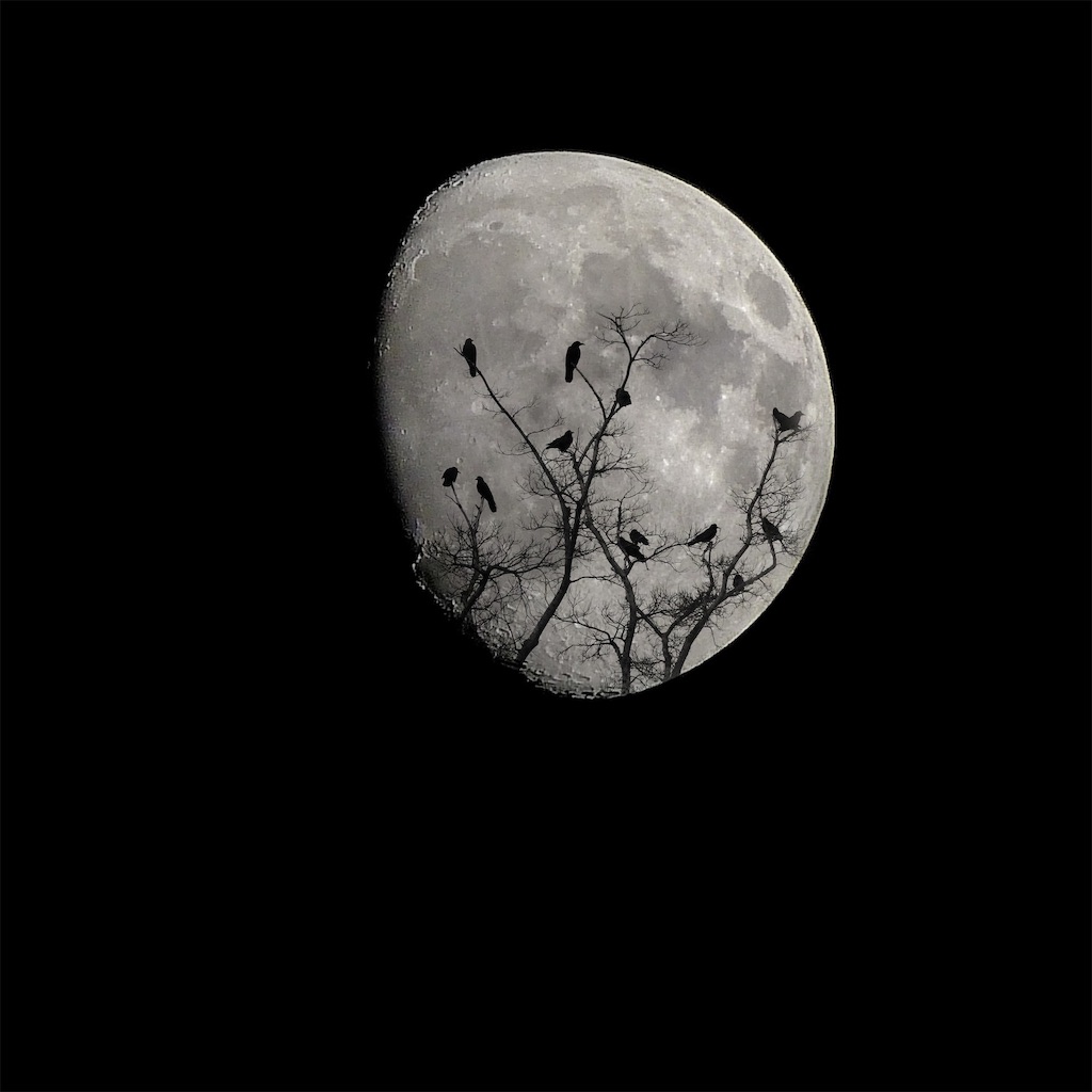 f:id:boulangerie-chatnoir:20190510054234j:image f:id:boulangerie-chatnoir:20190510054234j:image