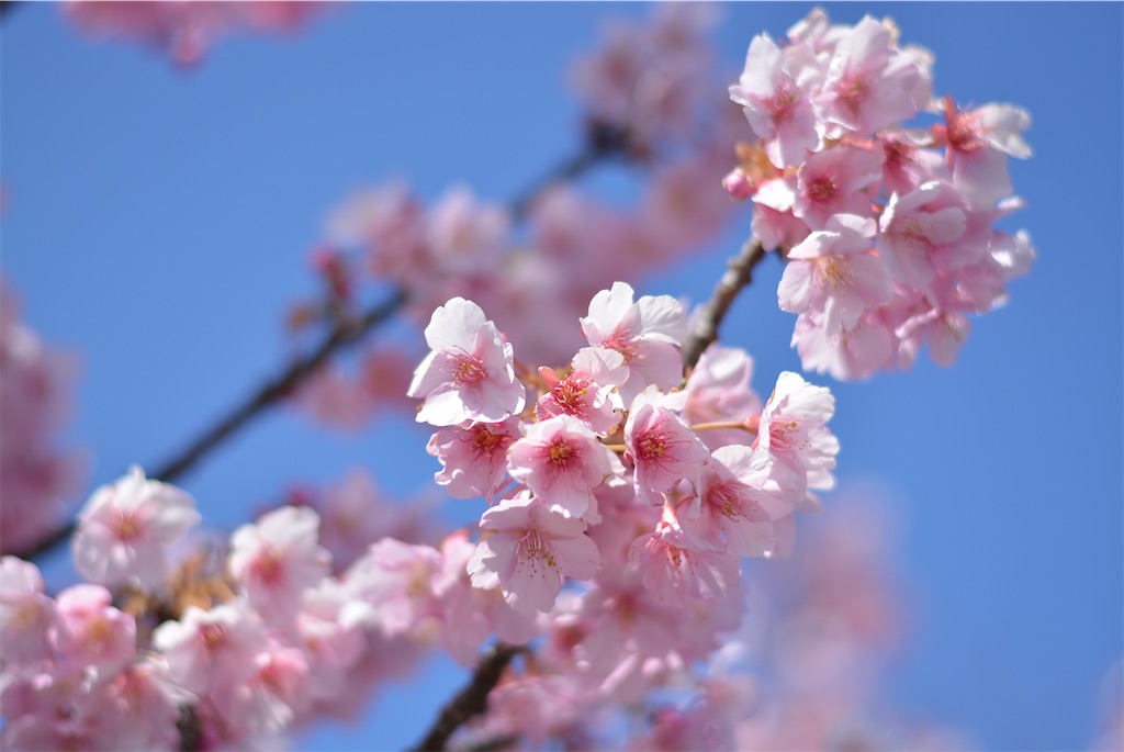 f:id:boulangeriemanna545:20200226054341j:image f:id:boulangeriemanna545:20200226054341j:image