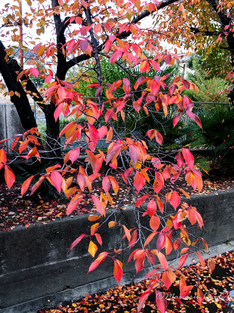 f:id:boundary-line:20191124074335j:plain f:id:boundary-line:20191124074335j:plain