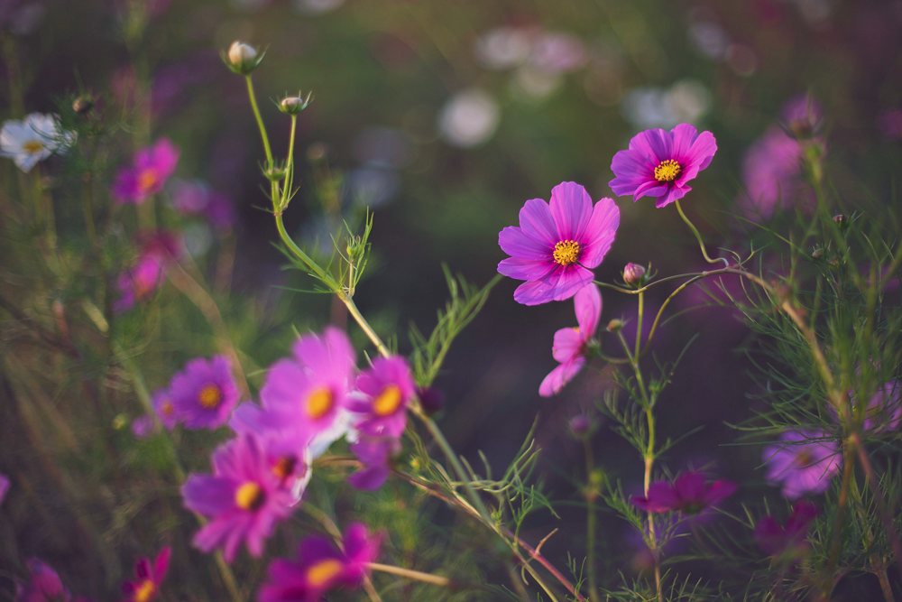 f:id:boundary-line:20201014203134j:plain f:id:boundary-line:20201014203134j:plain