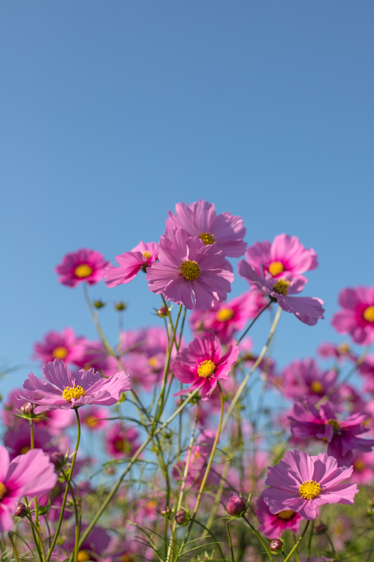 f:id:boundary-line:20201021205717j:plain f:id:boundary-line:20201021205717j:plain