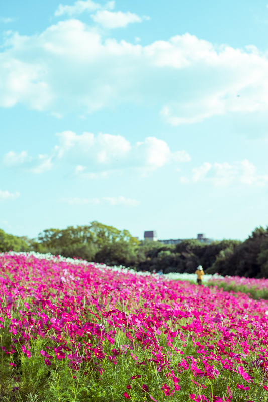 f:id:boundary-line:20201021205746j:plain f:id:boundary-line:20201021205746j:plain