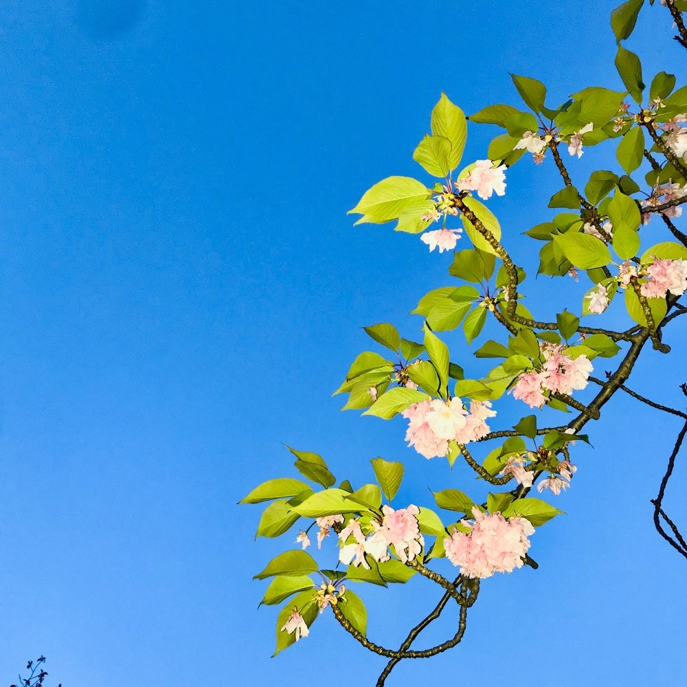 f:id:boundary-line:20210418191820j:plain