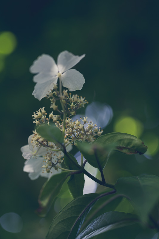f:id:boundary-line:20210507071431j:plain