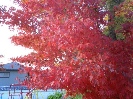f:id:bousisensei:20061129161208j:image