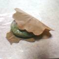f:id:bousisensei:20070502171317j:image:left f:id:bousisensei:20070502171317j:image:left