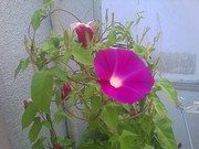 f:id:bousisensei:20080806062425j:image:right