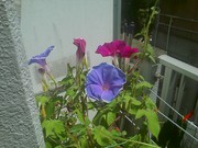 f:id:bousisensei:20080807101925j:image:right