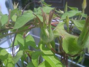 f:id:bousisensei:20080820104956j:image:right