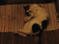 f:id:bousisensei:20090928204257j:image f:id:bousisensei:20090928204257j:image