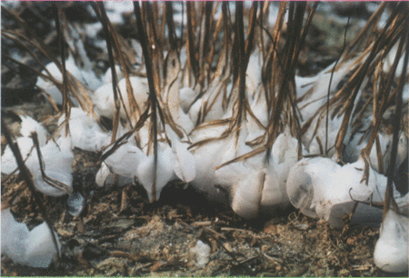 20100115054606
