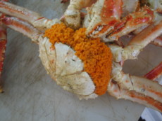 f:id:bousisensei:20100830073413j:image:left