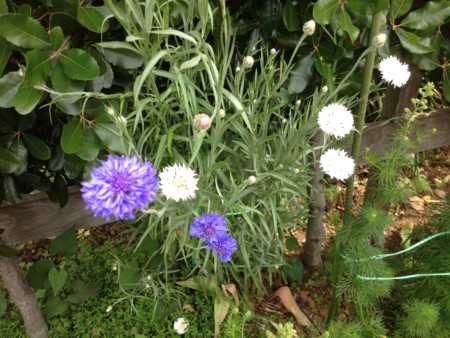 f:id:bousisensei:20120520095142j:image:w230