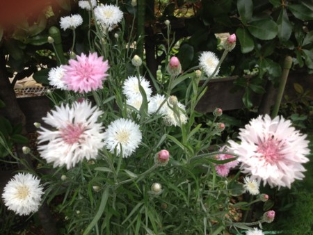 f:id:bousisensei:20120520095206j:image:w230