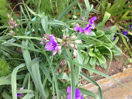 f:id:bousisensei:20120520095215j:image:w230