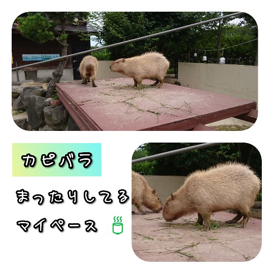 f:id:bousoukobito:20190714172714j:plain f:id:bousoukobito:20190714172714j:plain