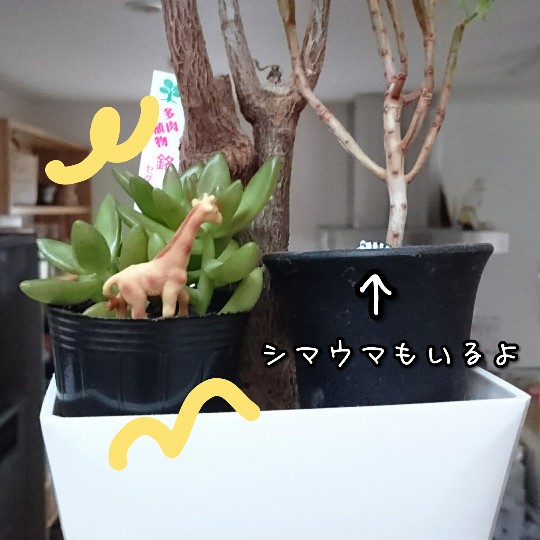f:id:bousoukobito:20190723052022j:plain f:id:bousoukobito:20190723052022j:plain