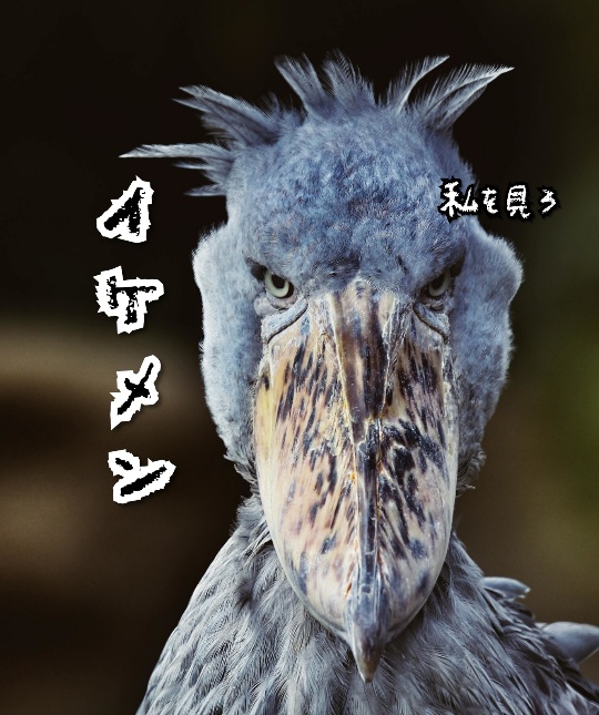 f:id:bousoukobito:20190908053523j:plain f:id:bousoukobito:20190908053523j:plain
