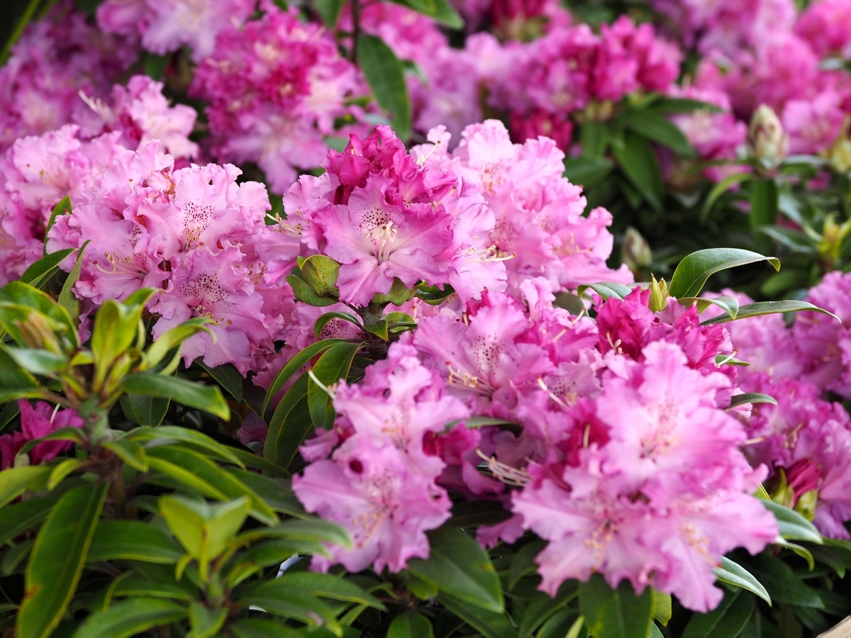 f:id:bowmore2011:20190602163209j:plain