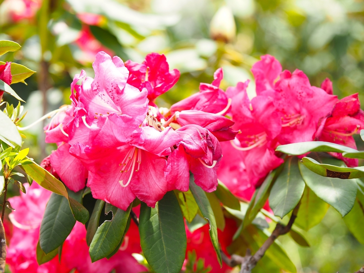 f:id:bowmore2011:20190602163318j:plain